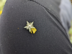 Potentilla effusa