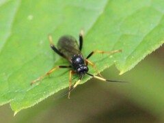 Ichneumon centrator