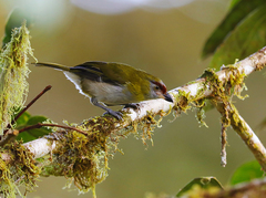 Cyclarhis nigrirostris