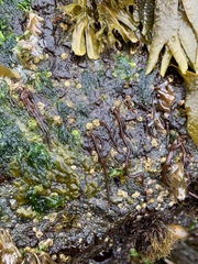 Nemalion vermiculare