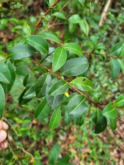 Myrcia citrifolia