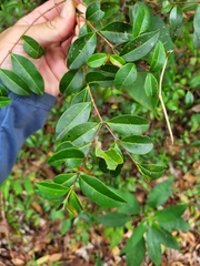 Myrcia citrifolia