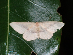 Cyclophora maderensis