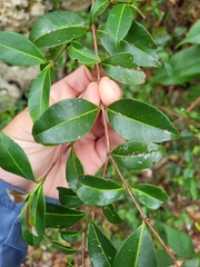 Myrcia citrifolia