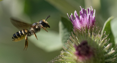 Megachile inimica