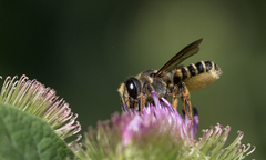 Megachile inimica