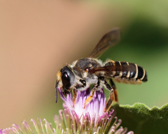 Megachile inimica