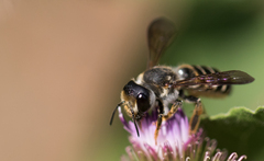 Megachile inimica