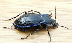 Carabus serratus
