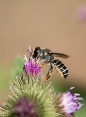 Megachile inimica