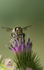 Megachile inimica