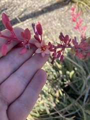 Hesperaloe
