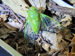 Okanagana viridis