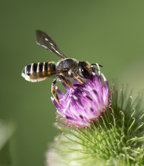 Megachile inimica
