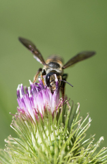 Megachile inimica