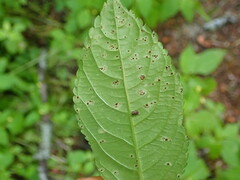 Puccinia komarovii