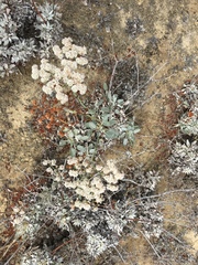 Eriogonum grande timorum