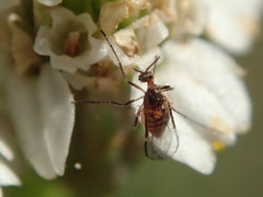 Macrolabis