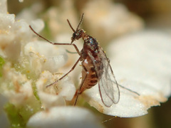 Macrolabis
