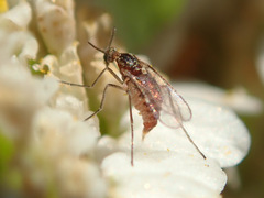 Macrolabis