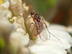 Macrolabis