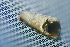 Westermannia pangolina