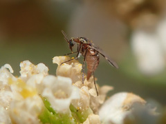 Macrolabis