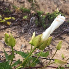 Calystegia macrostegia amplissima