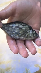 Hysterocarpus traskii pomo