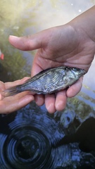 Hysterocarpus traskii pomo