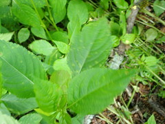 Puccinia komarovii