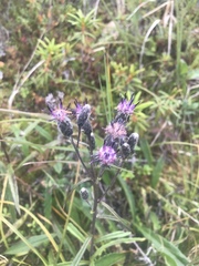 Saussurea angustifolia