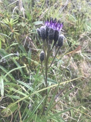 Saussurea angustifolia