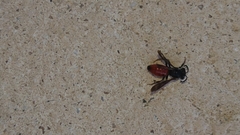 Sphecodes albilabris