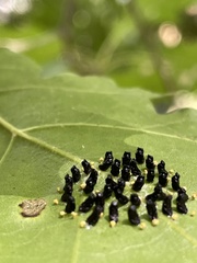 Synolabus bipustulatus