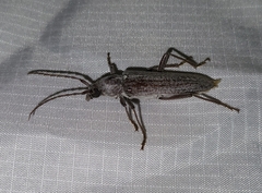 Aneflus sonoranus