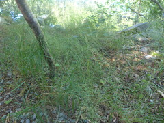 Agrostis aequivalvis