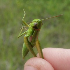 Euthystira brachyptera
