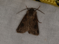 Agrotis clavis