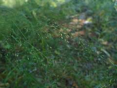 Agrostis aequivalvis