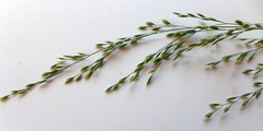 Agrostis aequivalvis