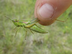 Euthystira brachyptera