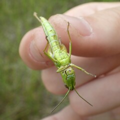 Euthystira brachyptera