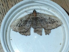 Philereme transversata