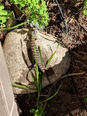 Elgaria multicarinata