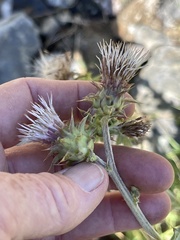 Cirsium fontinale