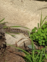 Elgaria multicarinata