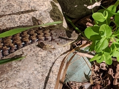 Elgaria multicarinata