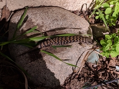 Elgaria multicarinata