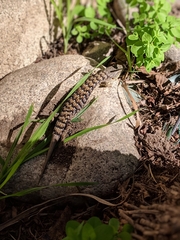 Elgaria multicarinata